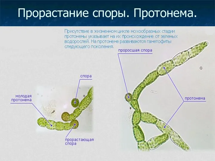 Прорастание споры. Протонема.