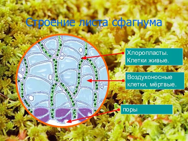 Строение листа сфагнума