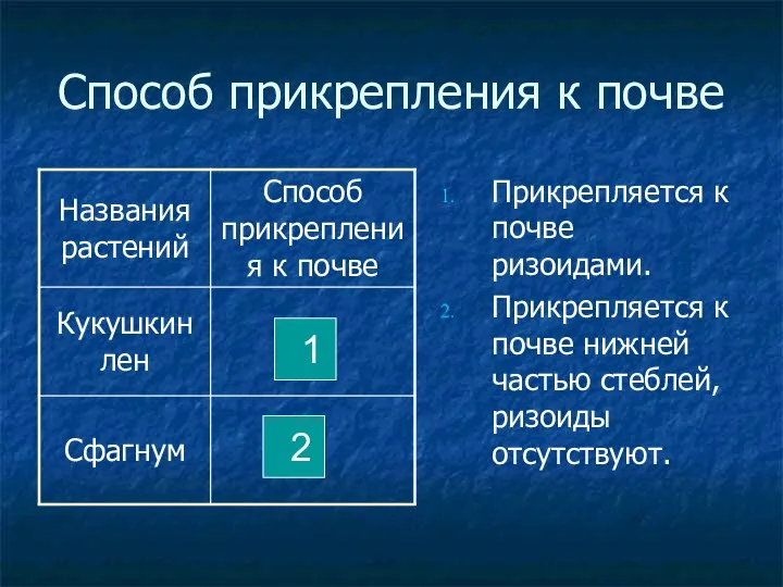 Способ прикрепления к почве Прикрепляется к почве ризоидами. Прикрепляется к почве