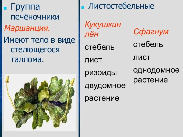 Группа печёночники Маршанция. Имеют тело в виде стелющегося таллома. Листостебельные Кукушкин