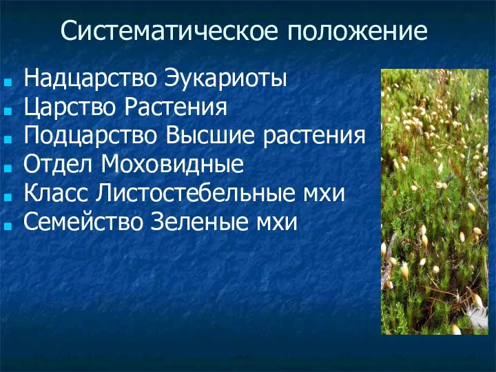 Систематическое положение Надцарство Эукариоты Царство Растения Подцарство Высшие растения Отдел Моховидные