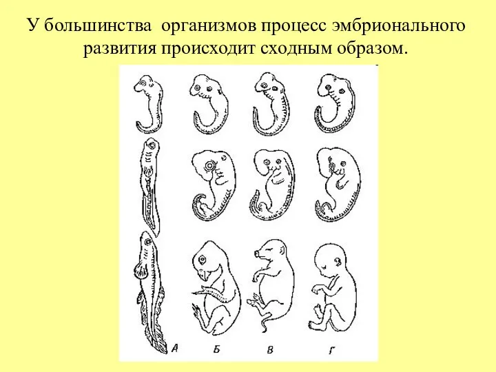 У большинства организмов процесс эмбрионального развития происходит сходным образом.