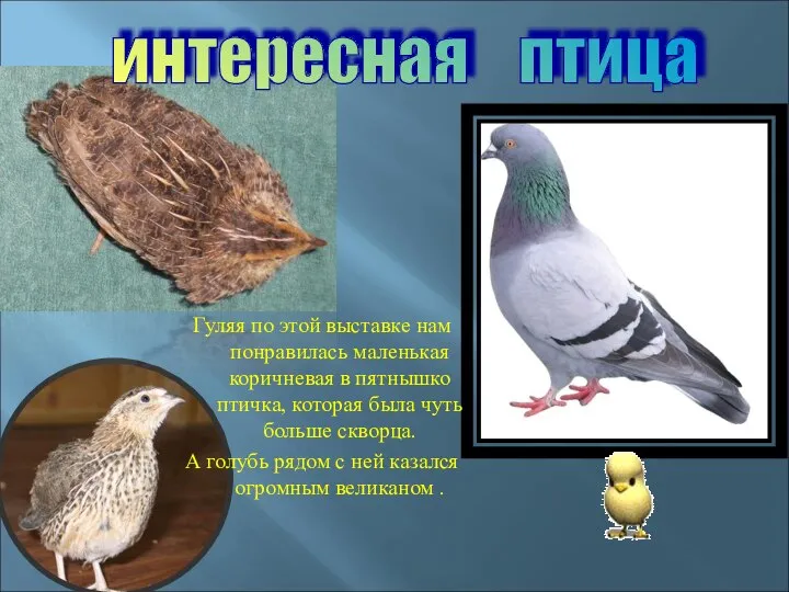 Гуляя по этой выставке нам понравилась маленькая коричневая в пятнышко птичка,