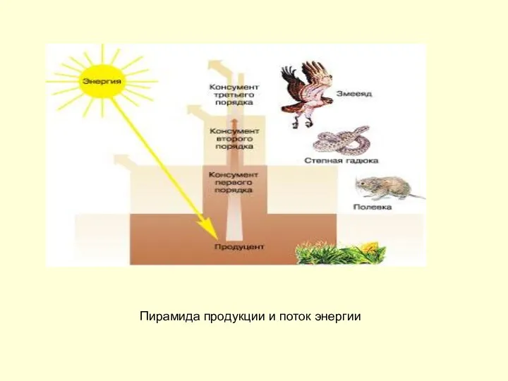 Пирамида продукции и поток энергии