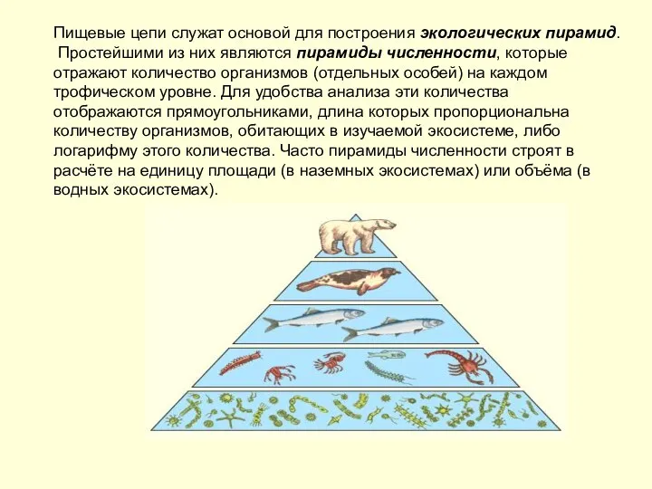 Пищевые цепи служат основой для построения экологических пирамид. Простейшими из них