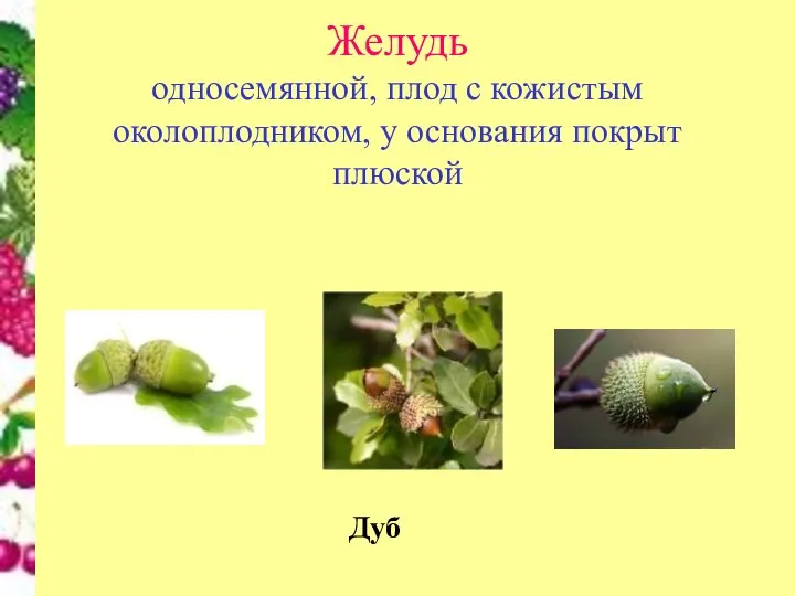 Желудь односемянной, плод с кожистым околоплодником, у основания покрыт плюской Дуб