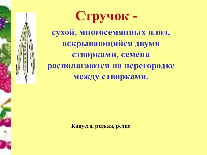 Стручок - сухой, многосемянных плод, вскрывающийся двумя створками, семена располагаются на