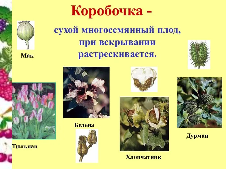 Коробочка - сухой многосемянный плод, при вскрывании растрескивается. Тюльпан Дурман Белена Хлопчатник Мак