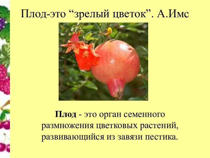 Плод-это “зрелый цветок”. А.Имс Плод - это орган семенного размножения цветковых растений, развивающийся из завязи пестика.