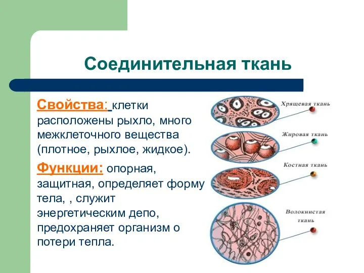 Соединительная ткань Свойства: клетки расположены рыхло, много межклеточного вещества(плотное, рыхлое, жидкое).