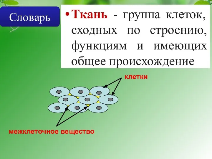 межклеточное вещество клетки Ткань - группа клеток, сходных по строению, функциям и имеющих общее происхождение Словарь