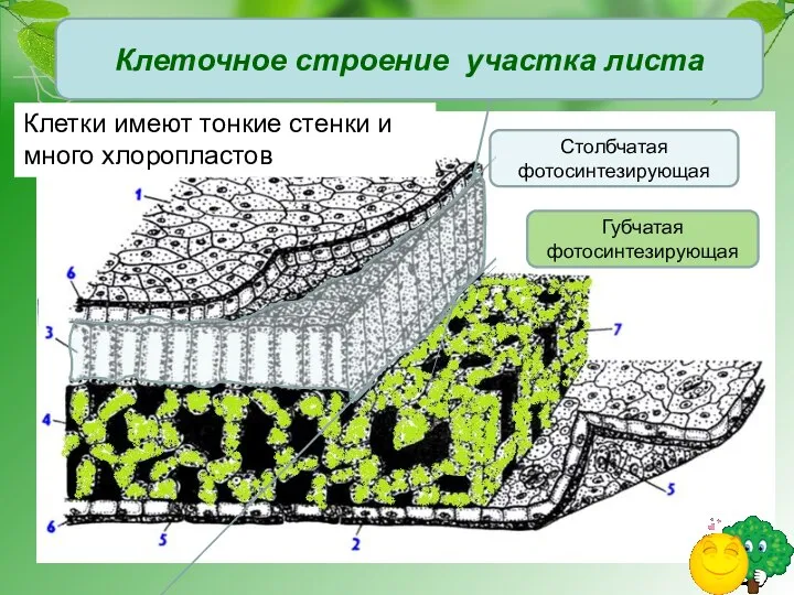 Губчатая фотосинтезирующая Столбчатая фотосинтезирующая Клеточное строение участка листа Клетки имеют тонкие стенки и много хлоропластов