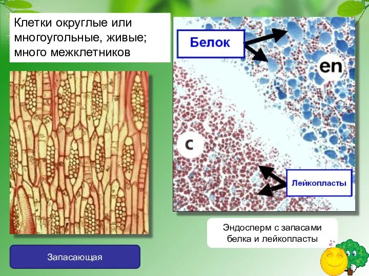 Запасающая Эндосперм с запасами белка и лейкопласты Клетки округлые или многоугольные, живые; много межклетников