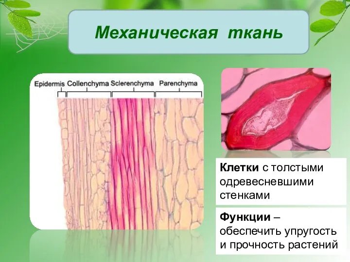 Клетки с толстыми одревесневшими стенками Функции – обеспечить упругость и прочность растений Механическая ткань