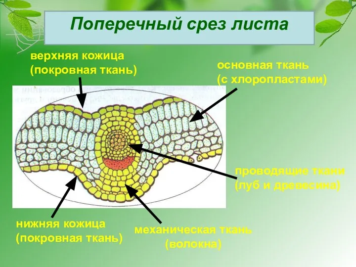 Поперечный срез листа нижняя кожица (покровная ткань) верхняя кожица (покровная ткань)