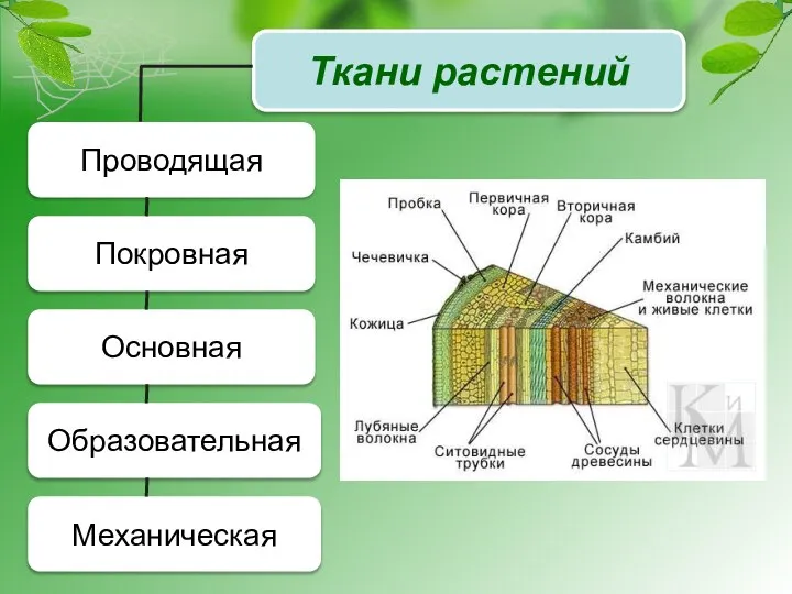 Ткани растений Проводящая Покровная Основная Образовательная Механическая