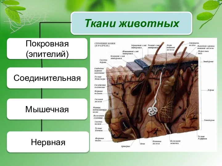 Ткани животных Покровная (эпителий) Соединительная Мышечная Нервная