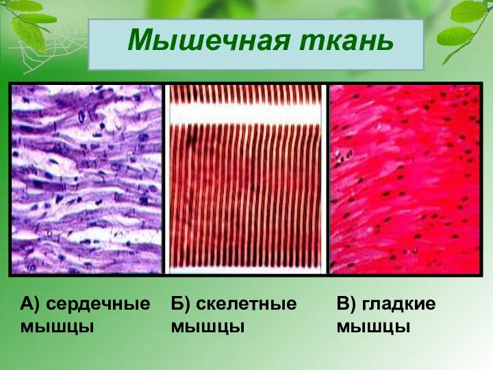 Мышечная ткань А) сердечные мышцы Б) скелетные мышцы В) гладкие мышцы