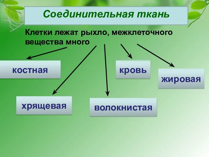 Соединительная ткань Клетки лежат рыхло, межклеточного вещества много костная хрящевая кровь жировая волокнистая