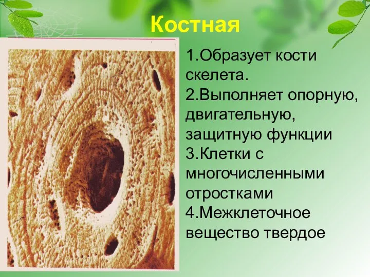 Костная 1.Образует кости скелета. 2.Выполняет опорную, двигательную, защитную функции 3.Клетки с многочисленными отростками 4.Межклеточное вещество твердое