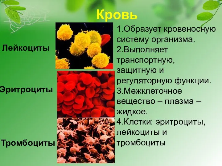 Кровь 1.Образует кровеносную систему организма. 2.Выполняет транспортную, защитную и регуляторную функции.