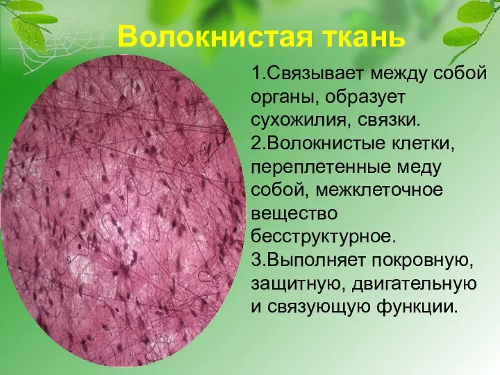 Волокнистая ткань 1.Связывает между собой органы, образует сухожилия, связки. 2.Волокнистые клетки,