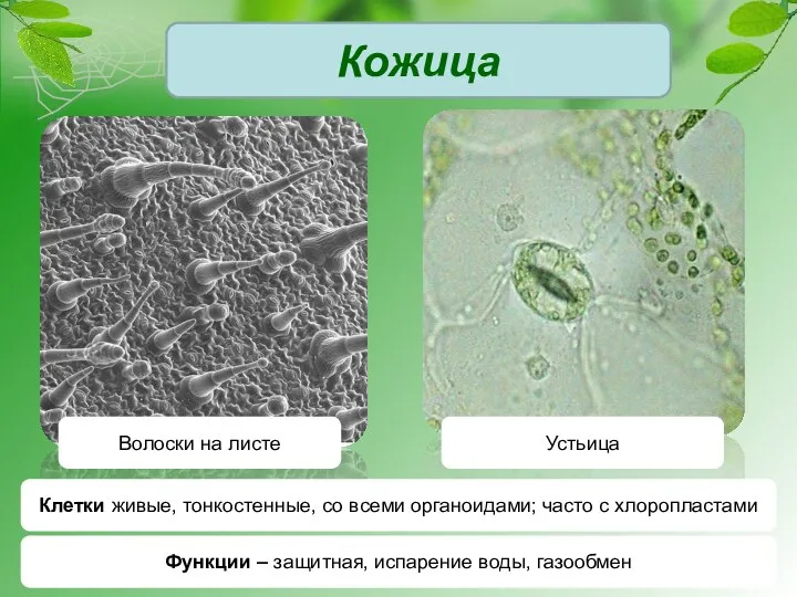 Кожица Волоски на листе Устьица Клетки живые, тонкостенные, со всеми органоидами;