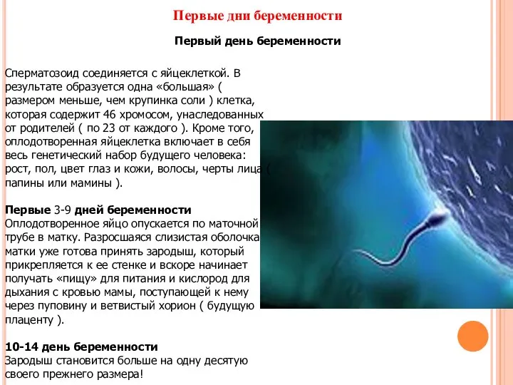 Первые дни беременности Первый день беременности Сперматозоид соединяется с яйцеклеткой. В