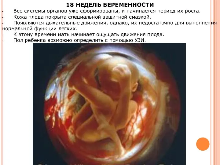 18 НЕДЕЛЬ БЕРЕМЕННОСТИ - Все системы органов уже сформированы, и начинается