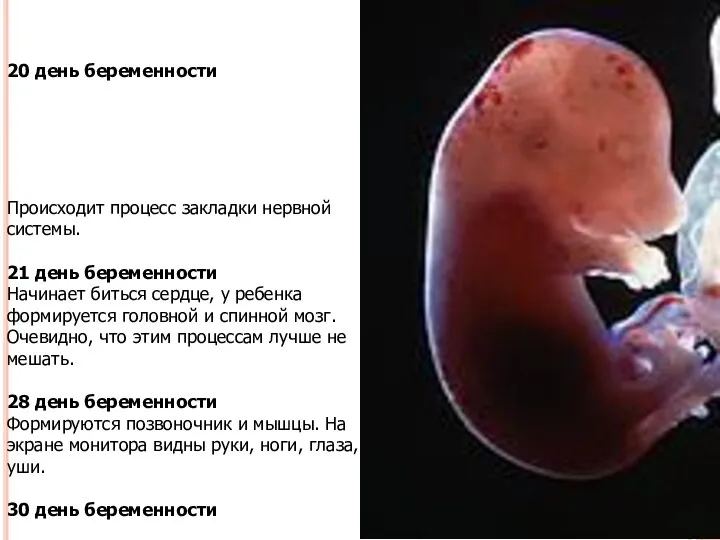 20 день беременности Происходит процесс закладки нервной системы. 21 день беременности