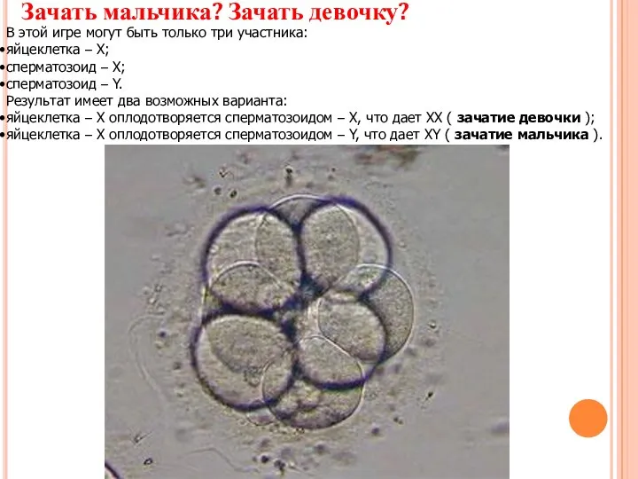 Зачать мальчика? Зачать девочку? В этой игре могут быть только три