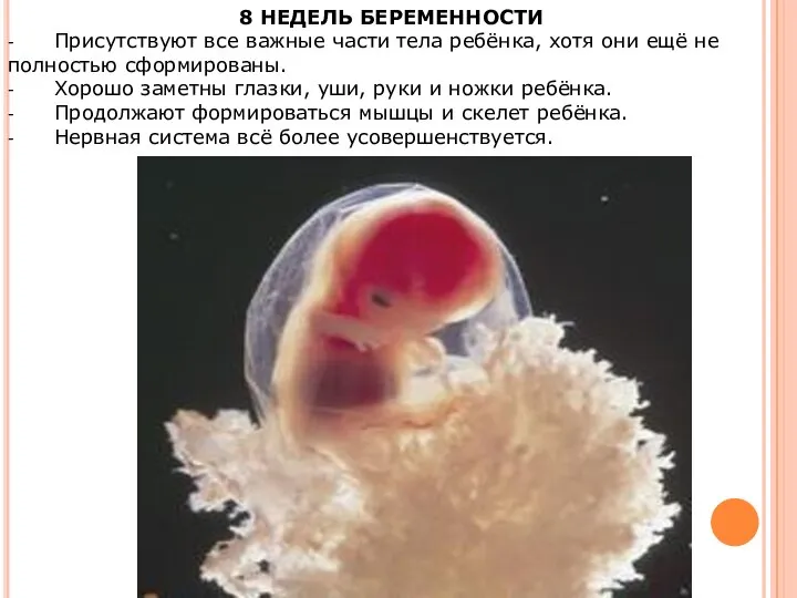 8 НЕДЕЛЬ БЕРЕМЕННОСТИ - Присутствуют все важные части тела ребёнка, хотя