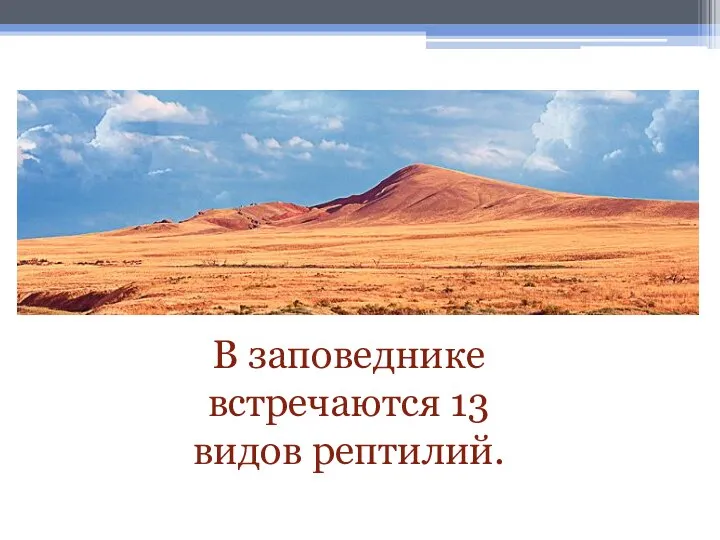 В заповеднике встречаются 13 видов рептилий.