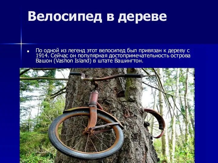 Велосипед в дереве По одной из легенд этот велосипед был привязан