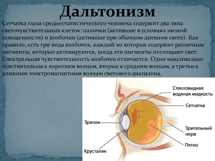 Дальтонизм Сетчатка глаза среднестатистического человека содержит два типа светочувствительных клеток: палочки