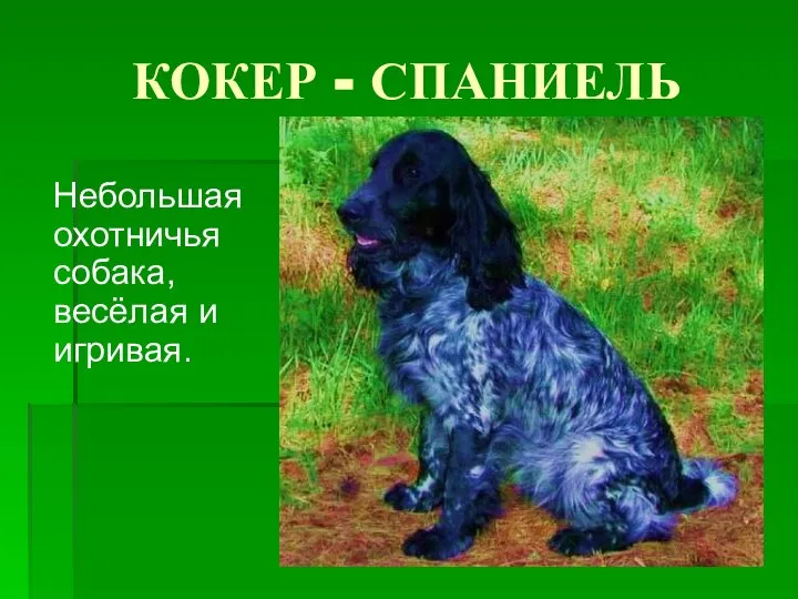 КОКЕР - СПАНИЕЛЬ Небольшая охотничья собака, весёлая и игривая.