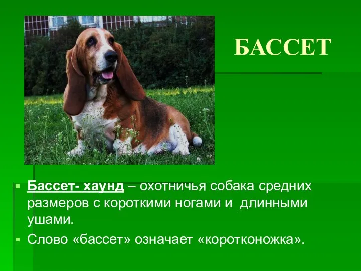 БАССЕТ Бассет- хаунд – охотничья собака средних размеров с короткими ногами