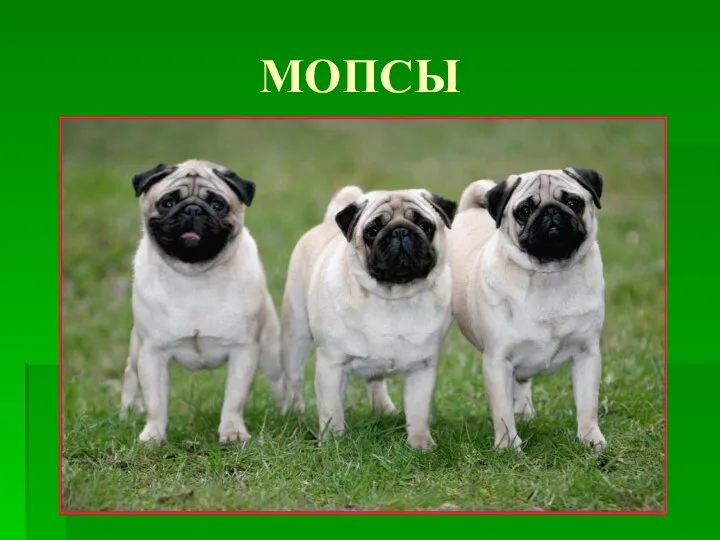 МОПСЫ