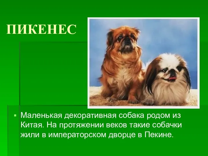 ПИКЕНЕС Маленькая декоративная собака родом из Китая. На протяжении веков такие
