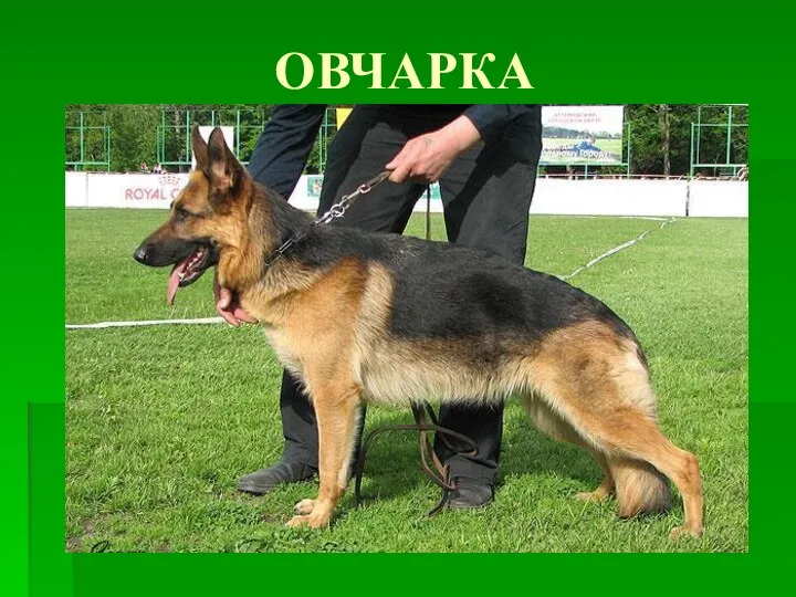 ОВЧАРКА