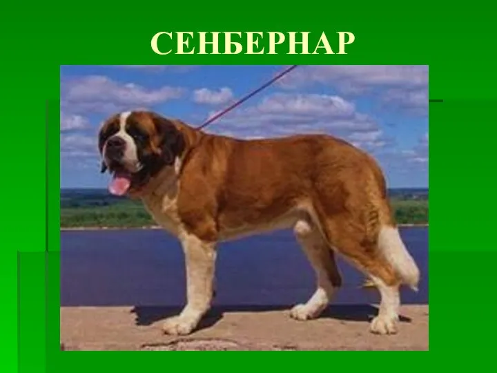 СЕНБЕРНАР