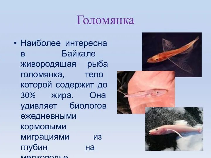 Голомянка Наиболее интересна в Байкале живородящая рыба голомянка, тело которой содержит