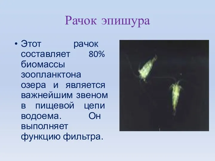 Рачок эпишура Этот рачок составляет 80% биомассы зоопланктона озера и является