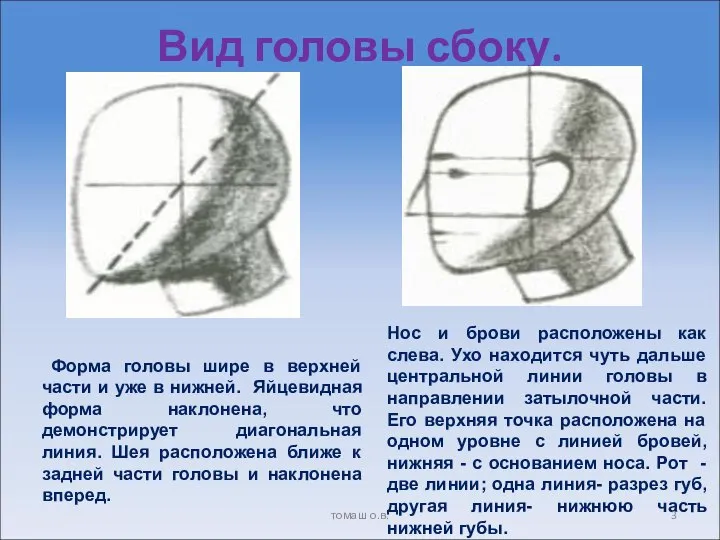 Вид головы сбоку. томаш о.в.