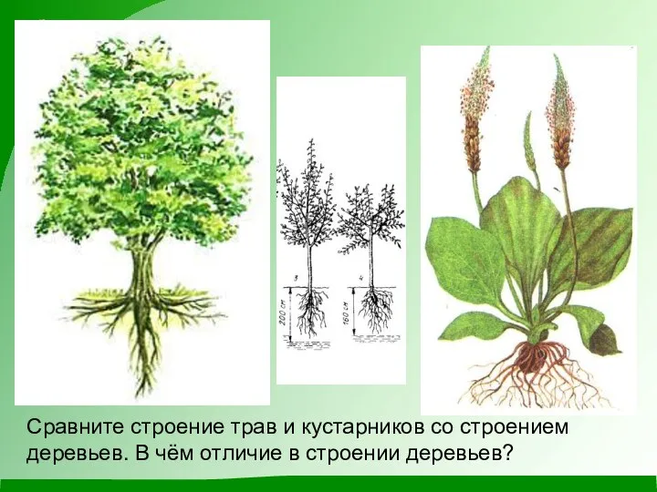 Сравните строение трав и кустарников со строением деревьев. В чём отличие в строении деревьев?