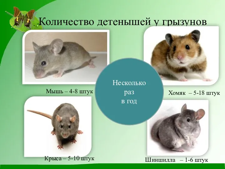 Количество детенышей у грызунов Мышь – 4-8 штук Крыса – 5-10