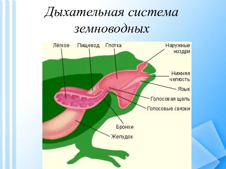 Дыхательная система земноводных