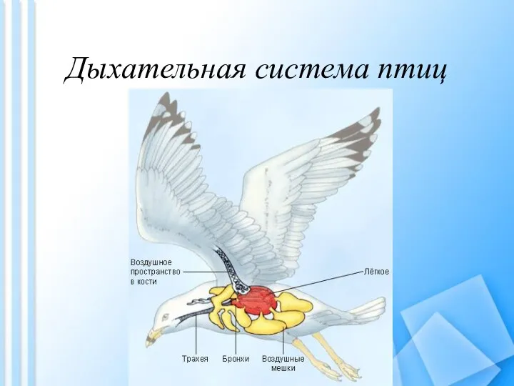 Дыхательная система птиц