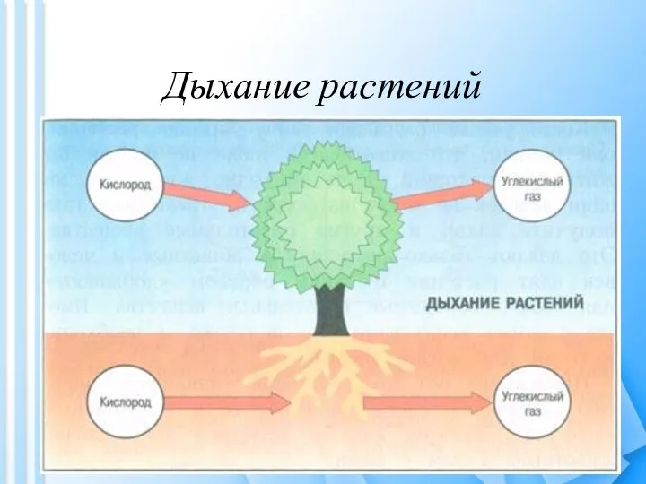 Дыхание растений