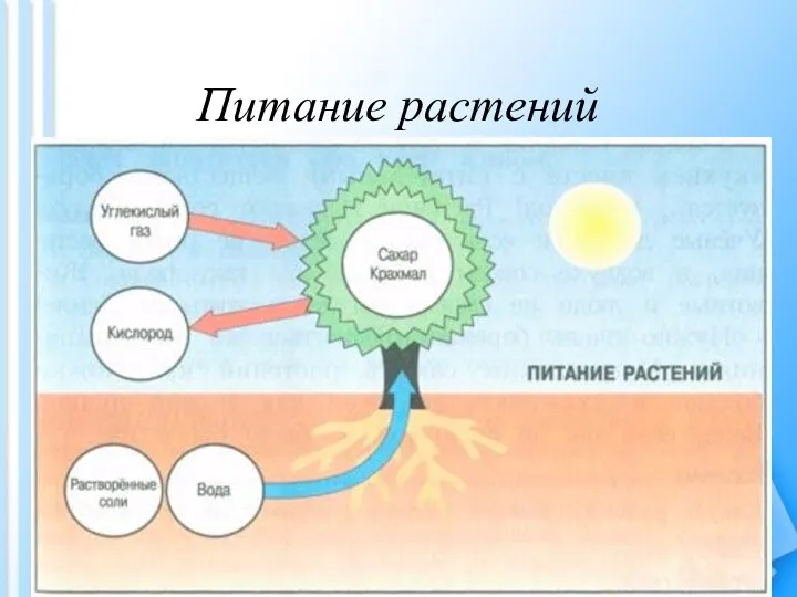 Питание растений